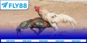 Luật chơi đá gà được đảm bảo công bằng, minh bạch tại các nhà cái uy tín.